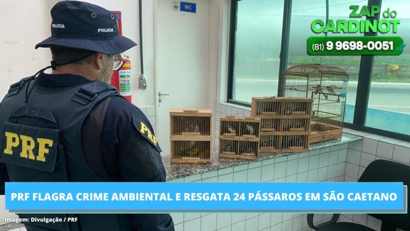 PRF flagra crimes ambientais e resgata 24 pássaros em São Caetano/PE