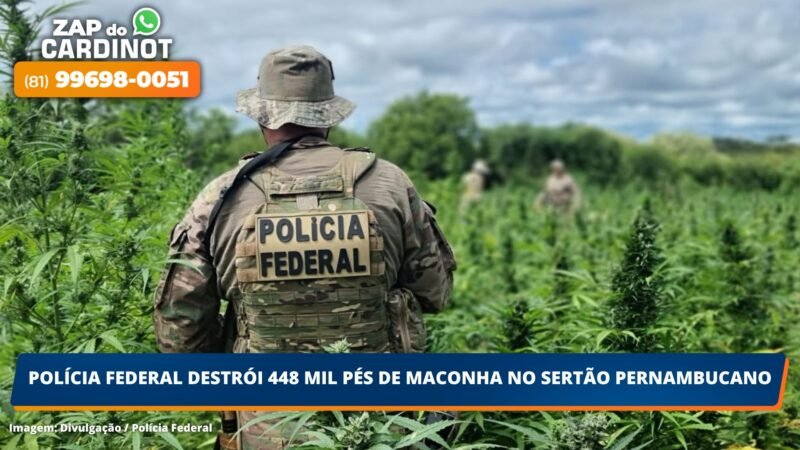 Polícia Federal destrói 448 mil pés de maconha no sertão pernambucano
