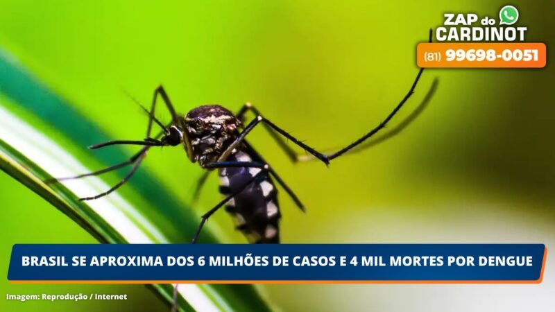 Brasil se aproxima dos 6 milhões de casos e 4 mil mortes por dengue