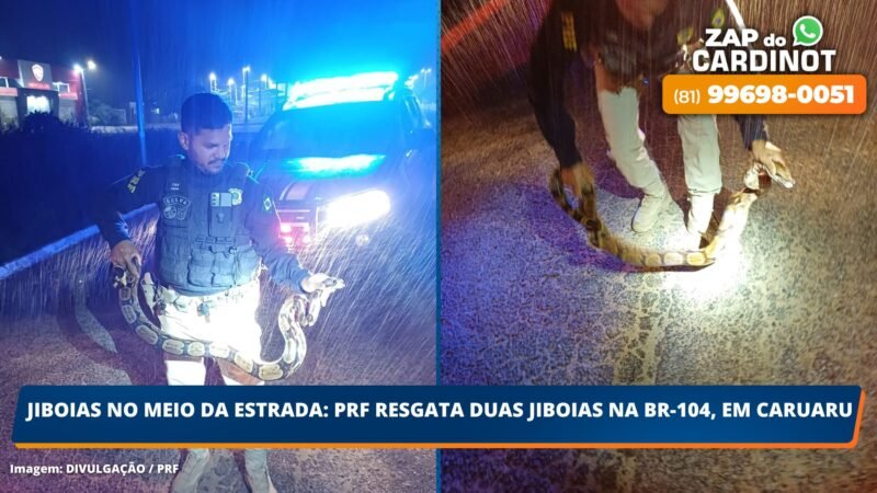 JIBOIAS NO MEIO DA ESTRADA: PRF resgata duas jiboias na BR-104, em Caruaru