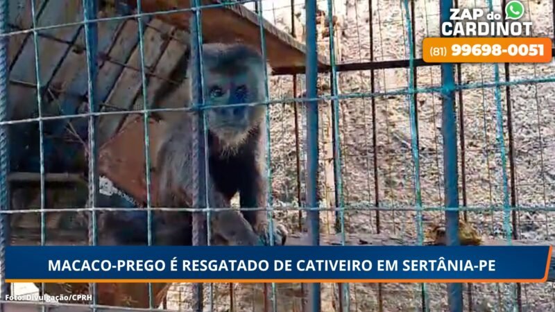 Macaco-prego é resgatado de cativeiro em Sertânia, PE
