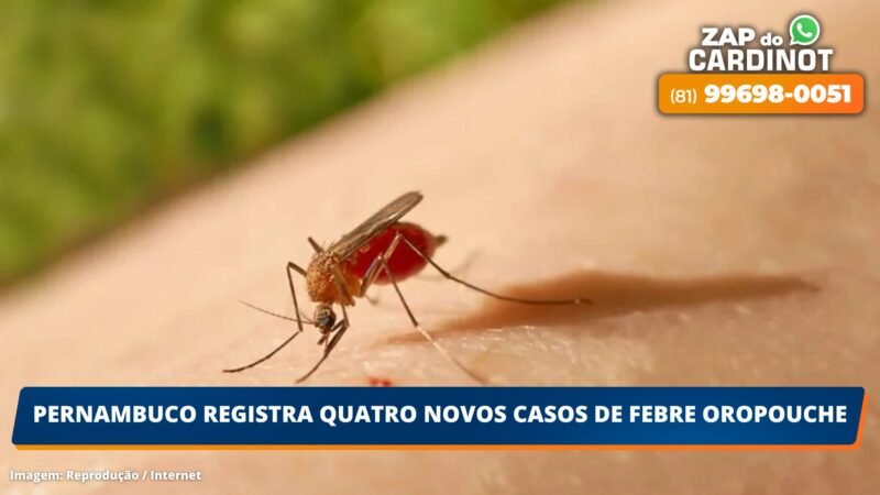 Pernambuco registra quatro novos casos de febre oropouche
