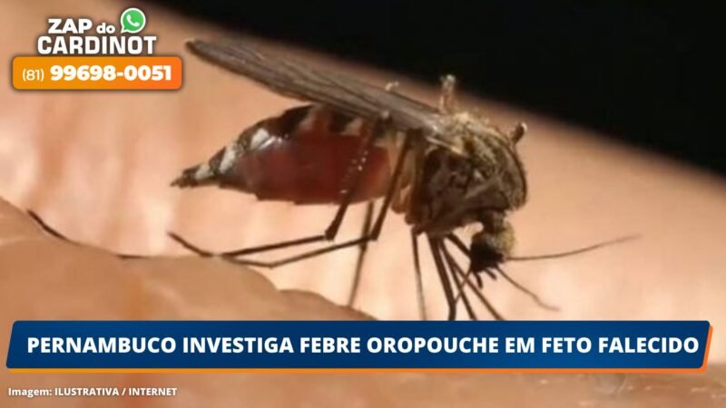 Pernambuco investiga febre oropouche em feto falecido
