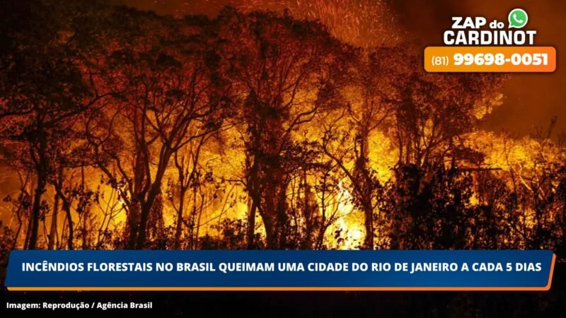 Incêndios florestais no Brasil queimam uma cidade do Rio de Janeiro a cada 5 dias