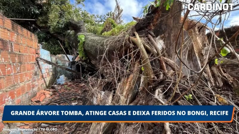 Grande árvore tomba, atinge casas e deixa feridos no Bongi, Recife