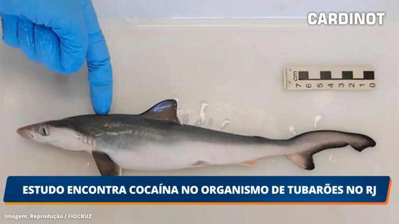 Estudo encontra cocaína no organismo de tubarões no RJ