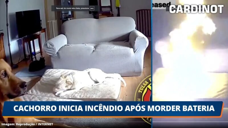 Cachorro inicia incêndio após morder bateria; VEJA O VÍDEO