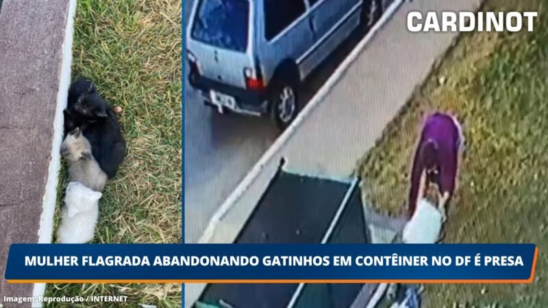 Mulher flagrada abandonando gatinhos em contêiner no DF é presa; VEJA O VÍDEO