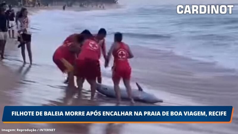 Filhote de baleia morre após encalhar na praia de Boa Viagem, Recife