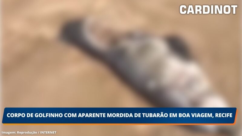 Corpo de golfinho com aparente mordida de tubarão em Boa Viagem, Recife