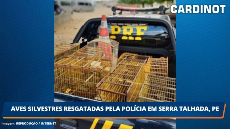 Aves silvestres resgatadas pela polícia em Serra Talhada, PE