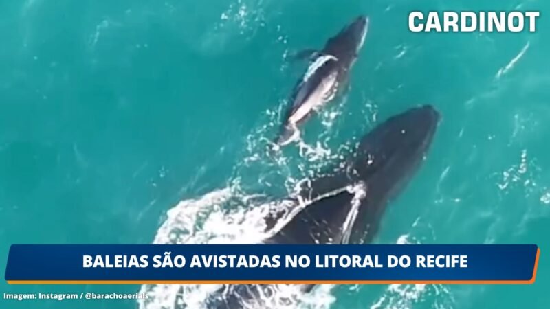 VÍDEO: Baleias são avistadas no litoral do Recife