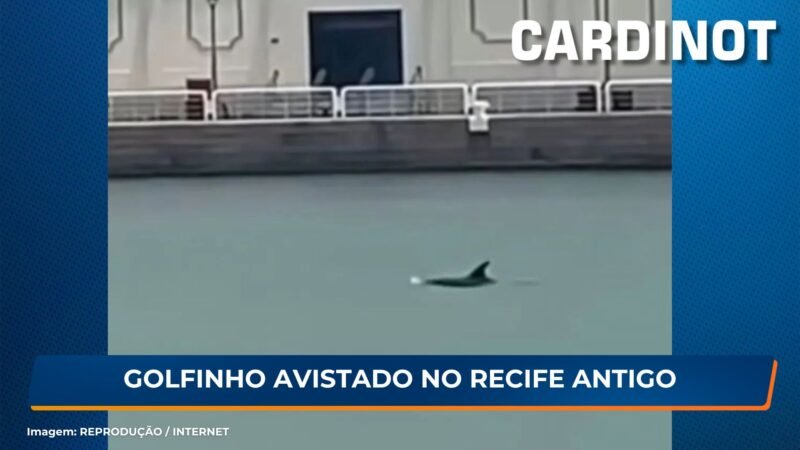 Golfinho avistado no Recife Antigo