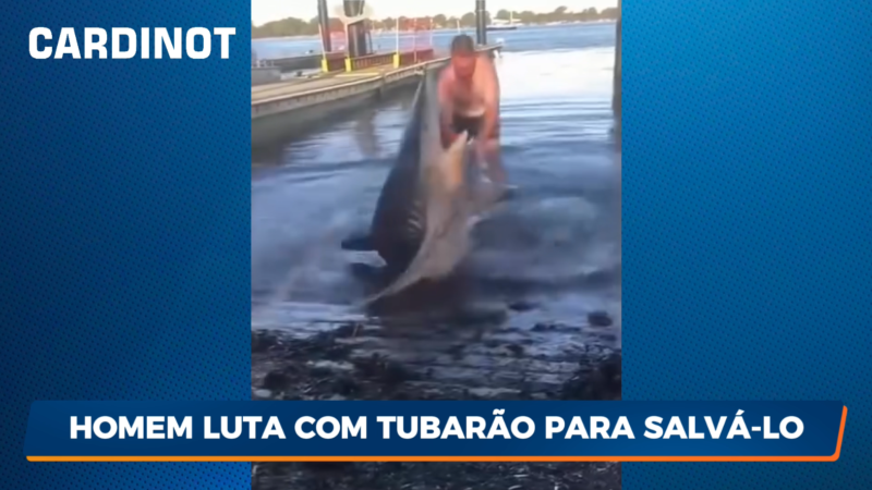 VÍDEO: Homem luta contra tubarão para salvá-lo