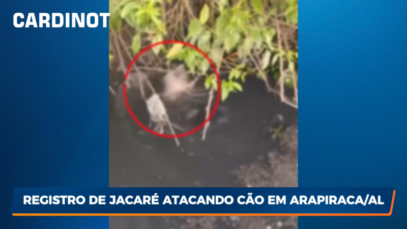 VÍDEO: Registro de jacaré atacando cão em Arapiraca/AL