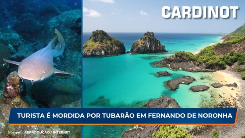 Turista é mordida por tubarão-lixa em Fernando de Noronha