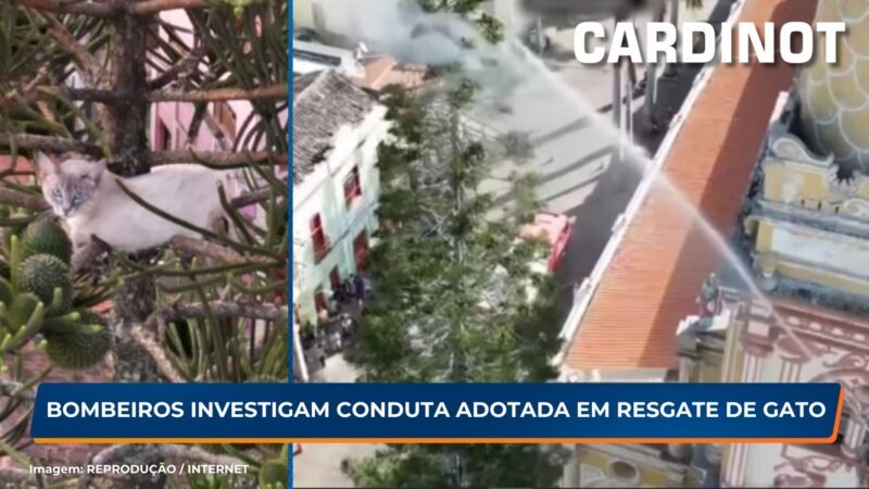 Corpo de Bombeiros investiga conduta adotada em resgate de gato em Triunfo/PE