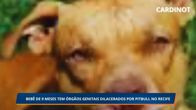 Bebê de 9 Meses Tem Órgãos Genitais Dilacerados em Ataque de Pitbull no Recife