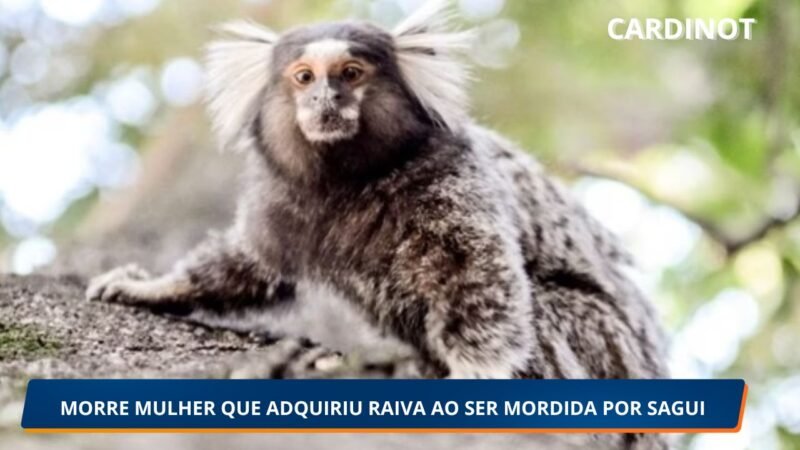 Morre mulher de 56 anos que contraiu raiva humana após mordida de sagui