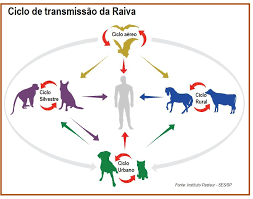 Mulher contrai raiva humana após mordida de sagui; caso é o primeiro confirmado em Pernambuco em oito anos