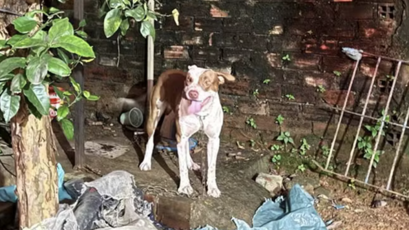 Pitbull mata bebê de 3 meses em primeira visita à casa de cuidadora no Grande Recife