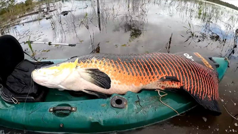 🐟 Pirarucu fora de controle: peixe gigante da Amazônia invade rios de SP e outros 4 estados e ameaça ecossistemas