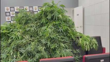 Autorizado a produzir 5 gotas por dia, homem é flagrado com maconha suficiente para 115 anos