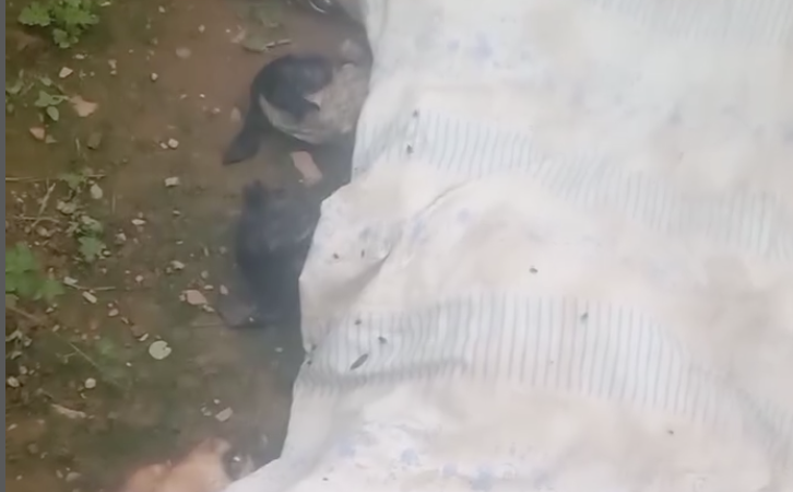 🔥 Cinco cães morrem em abrigo após foguetório no São João de Caruaru