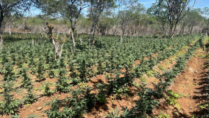🚔 POLÍCIA DESTRÓI PLANTAÇÃO QUE PRODUZIRIA 50 TONELADAS DE MACONHA NO SERTÃO DE PERNAMBUCO