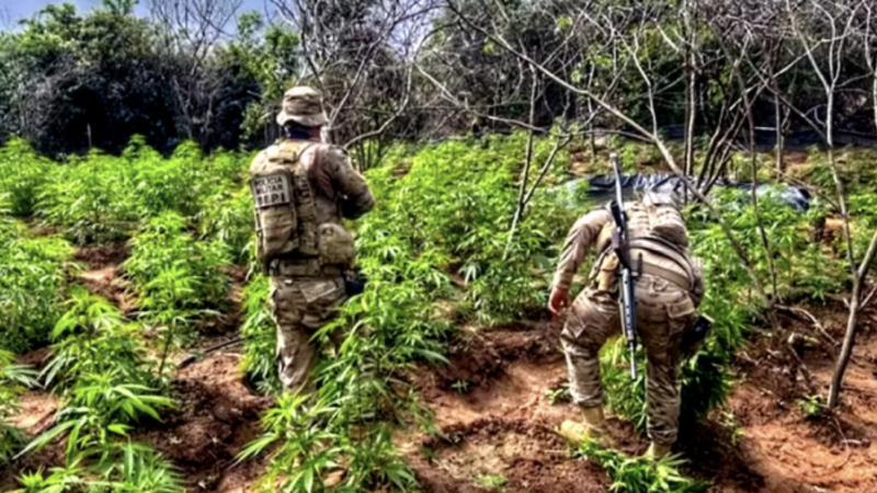 PF destrói 13 mil pés de maconha no Sertão e evita produção de 14 toneladas da droga