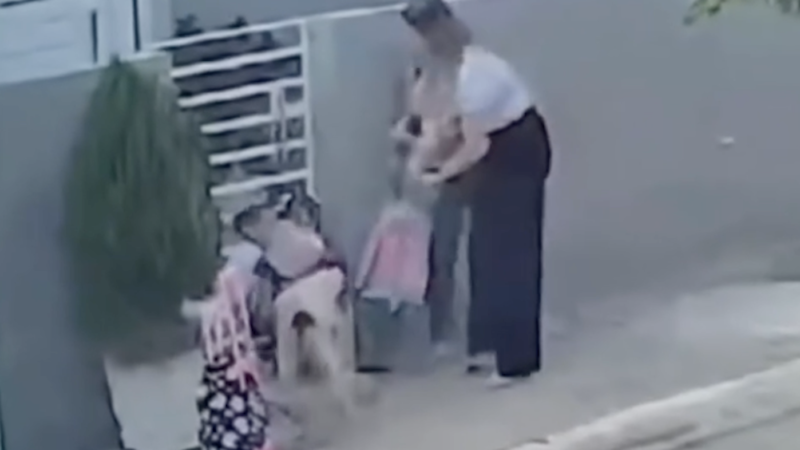 🚨 PITBULL ATACA NO SERTÃO E CASO TERMINA EM CORRERIA E SUSTO