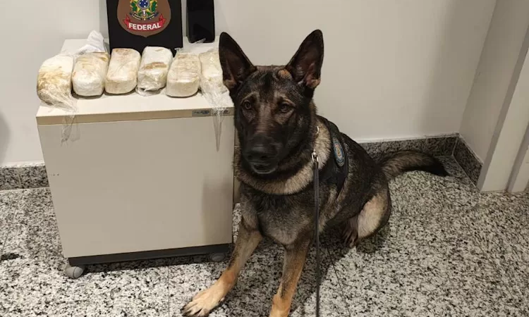 🐶 Cadela farejadora da PF descobre mais de 3 kg de cocaína em mochila de passageiro no Aeroporto do Recife