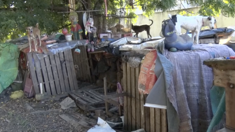 🐾 SANDRO, O “ANJO DOS ANIMAIS”: ABRIGO EM OLINDA ACOLHE MAIS DE 50 PETS RESGATADOS DAS RUAS