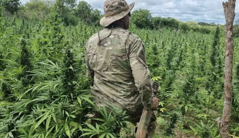 PF destrói 335 mil pés de maconha no Sertão em megaoperação