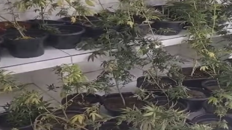 POLÍCIA DESCOBRE ESTUFA COM 43 PÉS DE MACONHA EM APARTAMENTO NO GRANDE RECIFE
