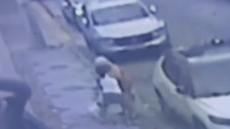 🚨 Trabalhadora doméstica e cadela atacadas por cão de grande porte nas Graças; dona do animal vai embora sem prestar socorro | VÍDEO