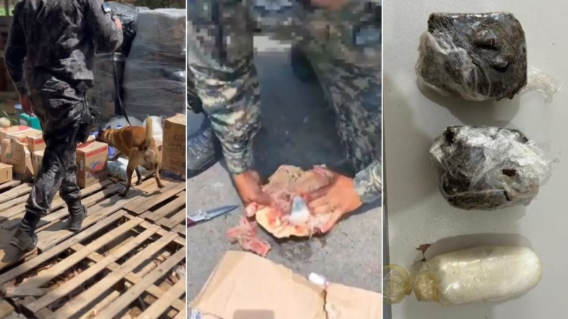 🚨 CÃO FAREJADOR DESCOBRE DROGA ESCONDIDA EM GALINHA CONGELADA EM NORONHA