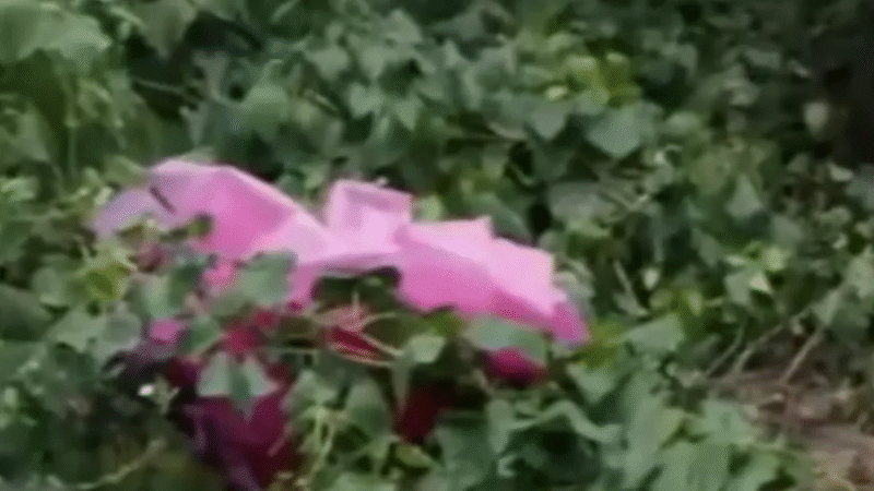 MISTÉRIO EM IGARASSU: MULHER É ENCONTRADA MORTA ATRÁS DE CRECHE, PRÓXIMO À DELEGACIA