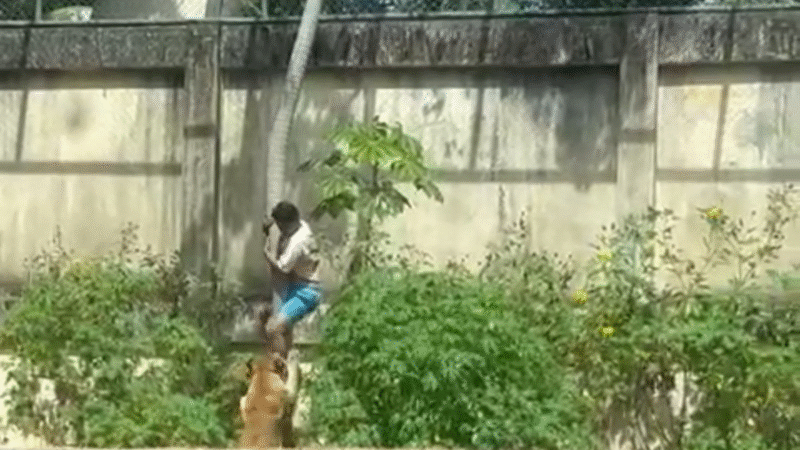 HOMEM INVADE JAULA E É MORTO POR LEOA EM ZOOLÓGICO DE JOÃO PESSOA