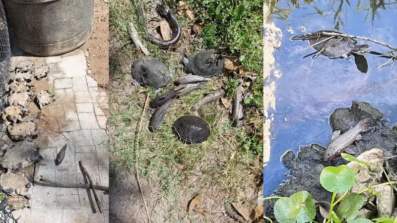 🐢 TRAGÉDIA AMBIENTAL NO RECIFE: VAZAMENTO DE COMBUSTÍVEL DE AVIÕES MATA 9 CÁGADOS E INTOXICA OUTROS 38