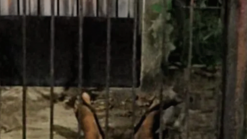 DISCUSSÃO TERMINA EM MORTE: HOMEM É BALEADO NA FRENTE DE CASA EM PAULISTA