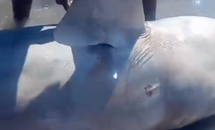 Pescadores retiram tubarão da água, cortam barbatanas e posam sobre animal na Praia do Paiva; vídeo revolta