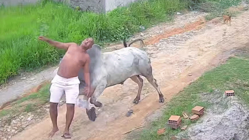 HOMEM É ARREMESSADO APÓS LEVAR CABEÇADA DE BOI SOLTO EM RUA DE PERNAMBUCO