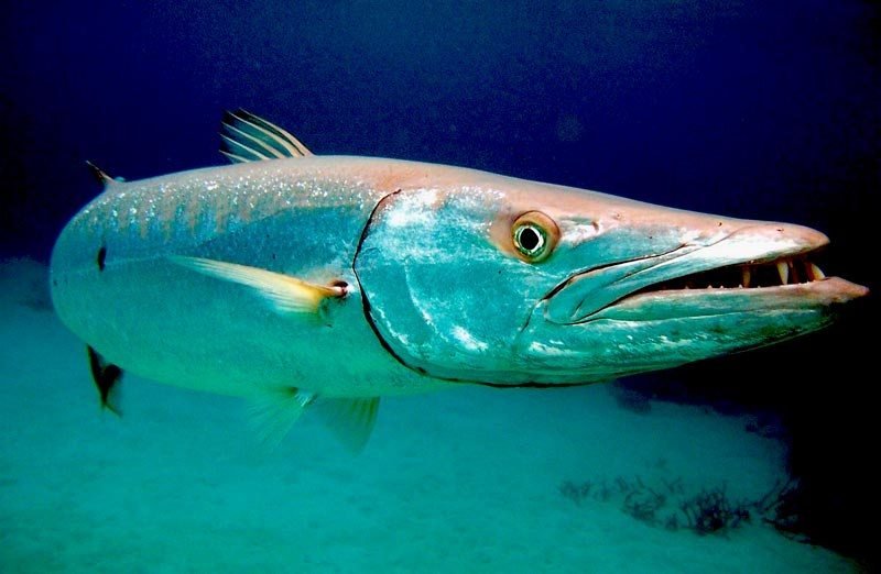 Barracuda - Espécie de peixe