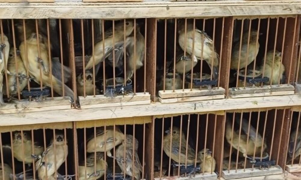 Animais silvestres resgatados pela PRF durante fiscalização em Iati