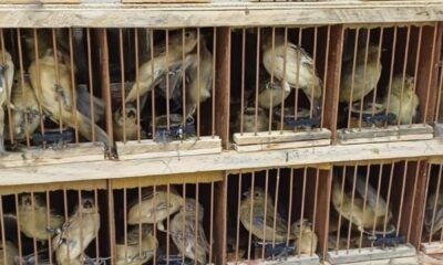 Animais silvestres resgatados pela PRF durante fiscalização em Iati