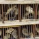 Animais silvestres resgatados pela PRF durante fiscalização em Iati