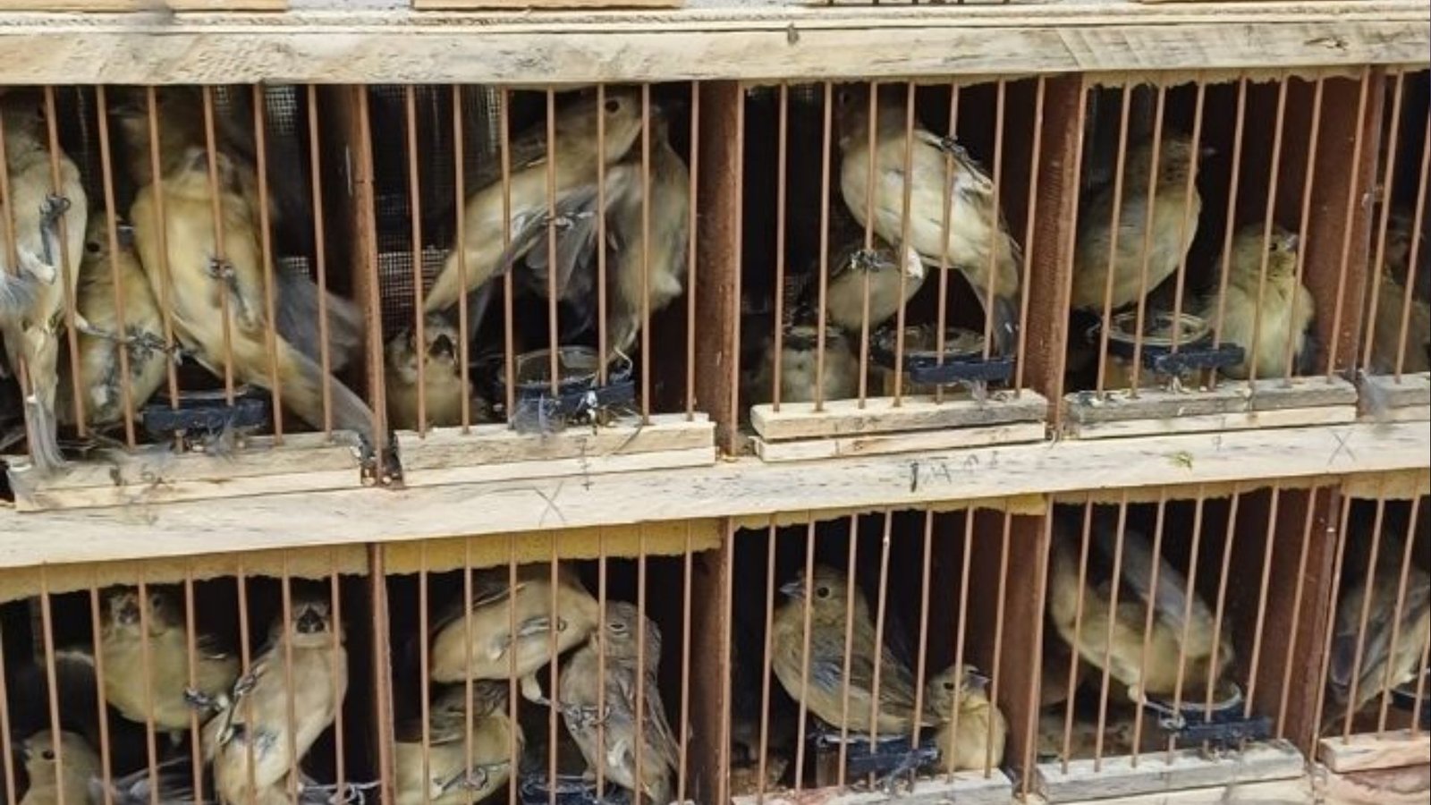 Animais silvestres resgatados pela PRF durante fiscalização em Iati