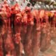 Cortes de carne bovina expostos em açougue.