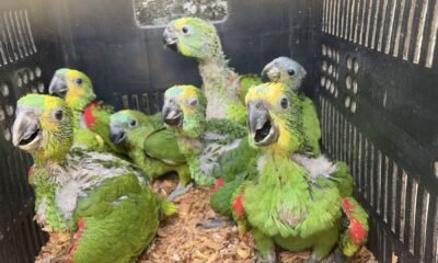 Filhotes de papagaio resgatados do tráfico em Floresta